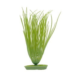 Marina Hairgrass Small