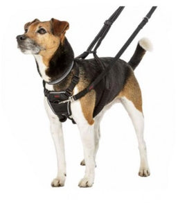 Company Of Animals No Pull Harness