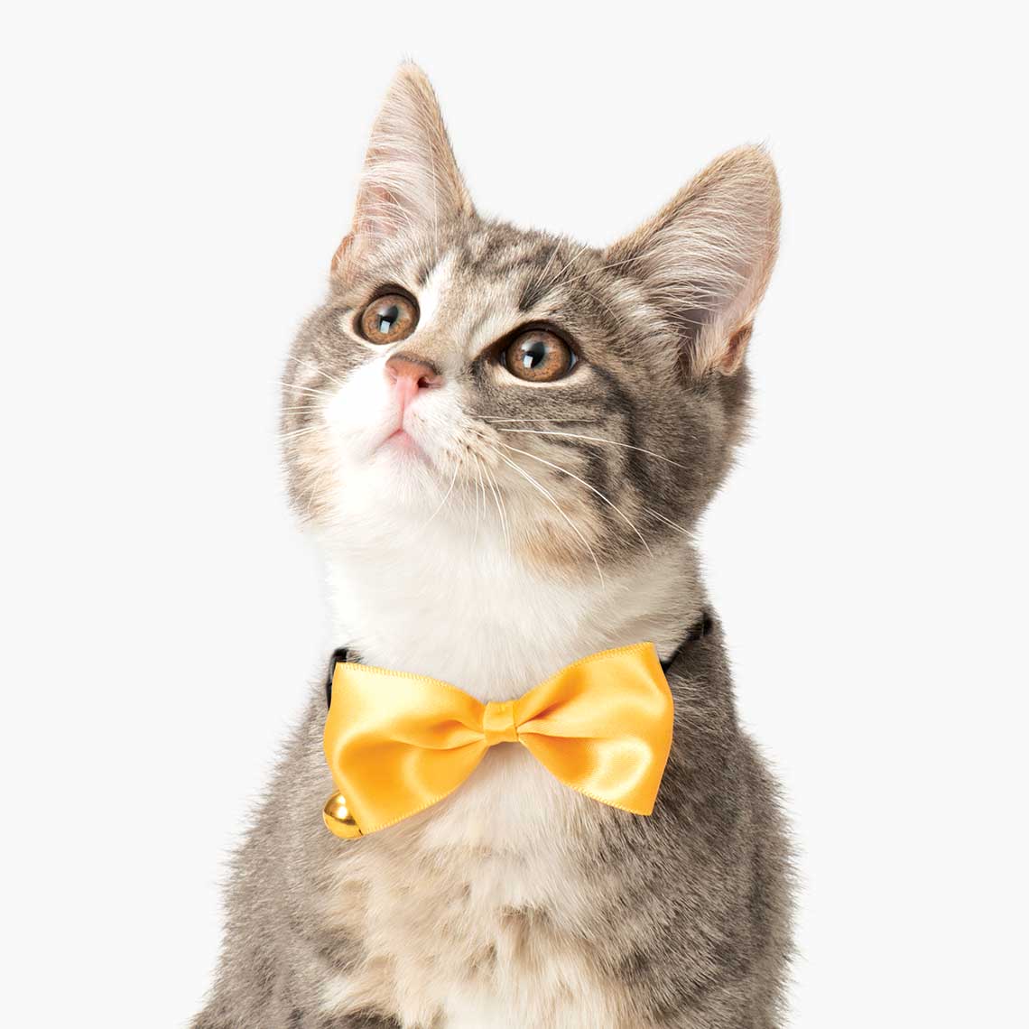 Catit Bow Tie Collar